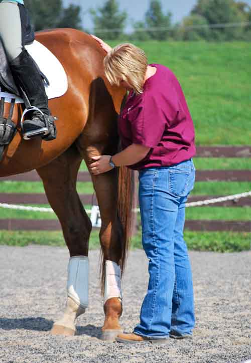 Dr. Nicky Wessel | Stifle Exam