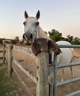 img_horse_cat_friends