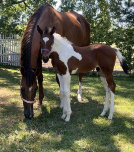 Healthy Confirmation Post Foaling