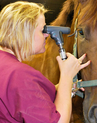 Equine Exam