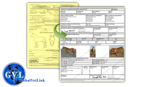 Equine Coggins Test