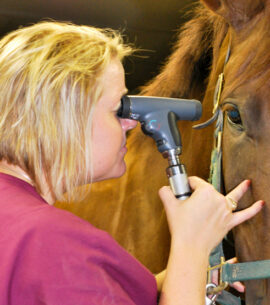 Eye Care & Treatment